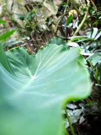 Close-up of plant