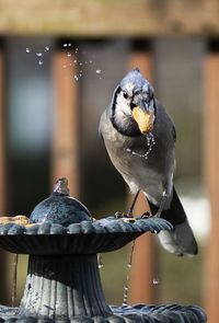 Blue bird on the fountain