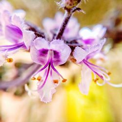 Close-up of flowers against blurred background