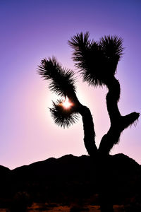 Low angle view of palm tree against sky during sunset