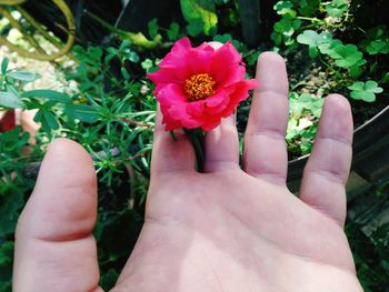 Close-up of hand holding pink flower