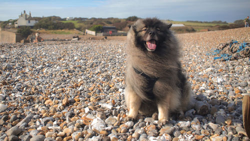 View of dog on rock