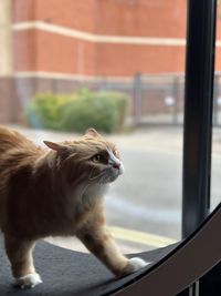 Close-up of cat looking through window