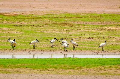 Flock of black headed ibis foraging near water body