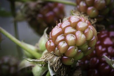 Close-up of berries on plant