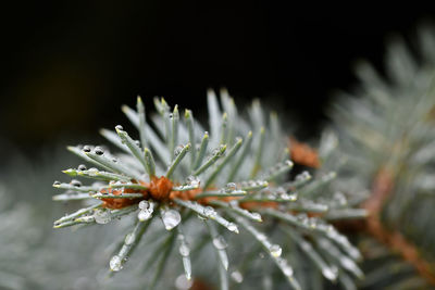 Close-up of wet plant during winter