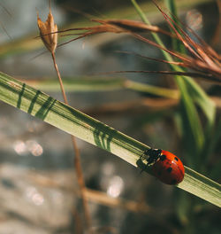 Close-up of ladybug on plant