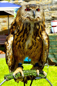 Eurasian eagle owl latin name bubo bubo on a perching frame