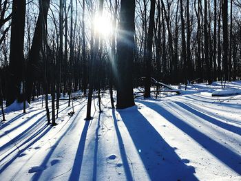 Trees on snow covered landscape