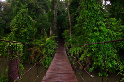 Footbridge amidst trees in forest