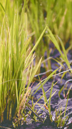 Close-up of fresh plants on field