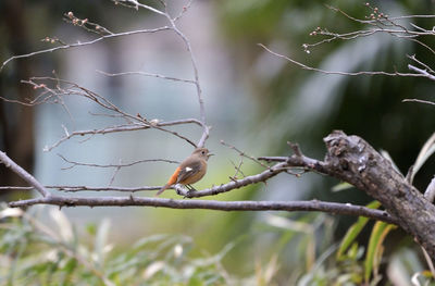 Low angle view of bird perching on branch