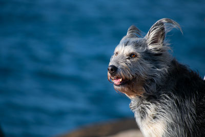 Close-up of dog looking away