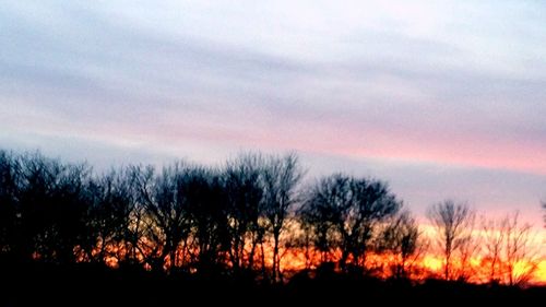 Silhouette of bare tree at sunset