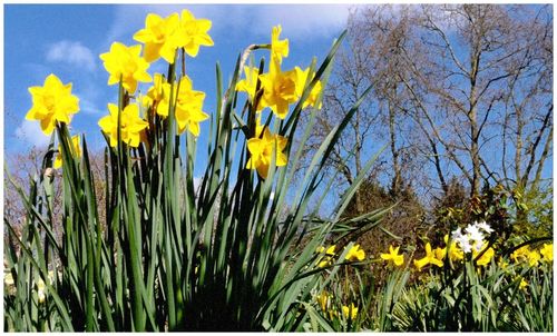 Yellow flowers growing in field