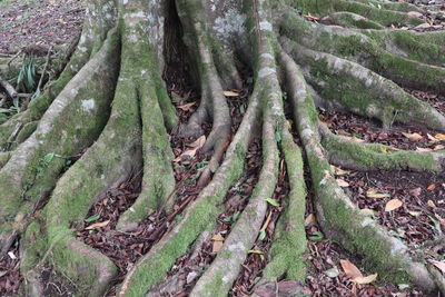 Full frame shot of tree trunk