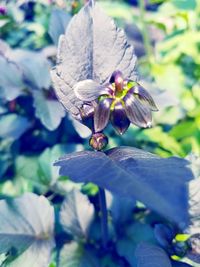 Close-up of honey bee on flower