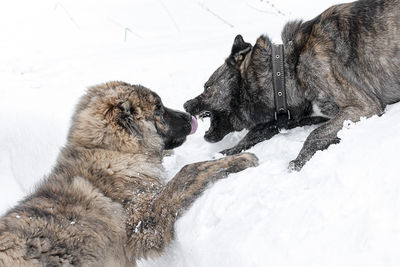 View of dogs on snow covered field