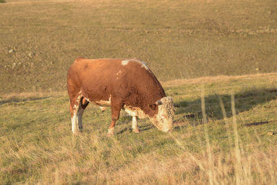 Cows grazing in a field