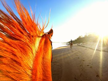 View of horse on beach at sunset