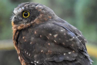 Close-up of eagle