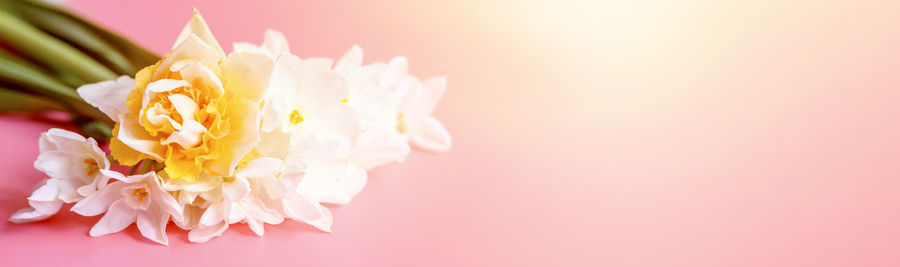 Close-up of pink flower against white background
