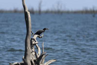 Bird perching on a tree