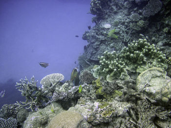 Close-up of coral swimming in sea