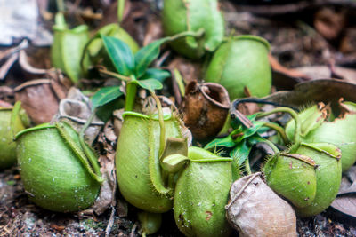 High angle view of fruits