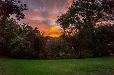 Trees on grassy landscape at sunset