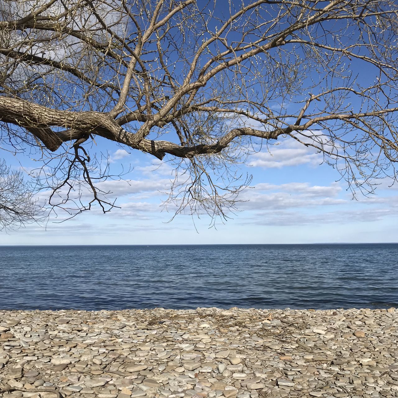 VIEW OF TREES ON BEACH AGAINST SKY