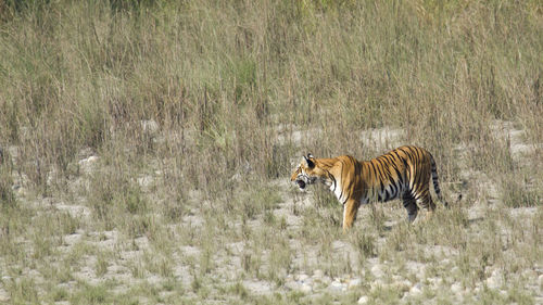 View of cat on field