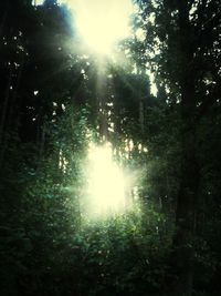 Sun shining through trees in forest