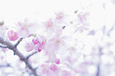 Low angle view of pink flowers blooming against sky