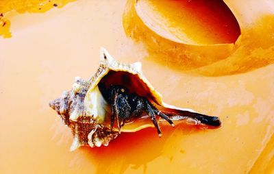 High angle view of insect in plate