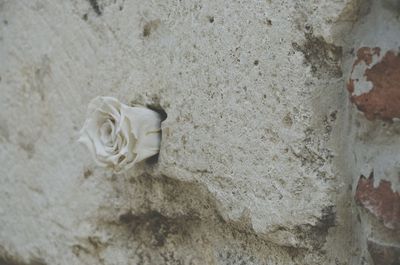 Close-up of white rose