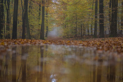 Scenic view of forest during autumn