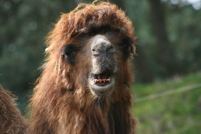 Close-up portrait of a camel