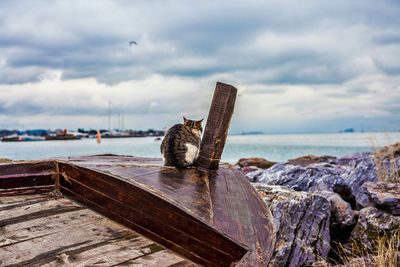 Cat sitting on boat at beach against sky