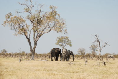 Elephants under tree on african plains against clear sky
