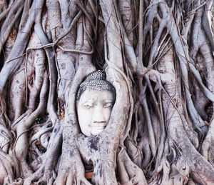 Close-up of buddha sculpture amidst roots at ayutthaya