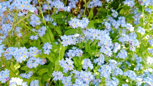 Close-up of flowers blooming outdoors