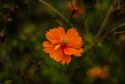 Close-up of orange flower on plant