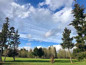 Trees on field against sky
