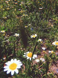 Close-up of white crocus flowers on field