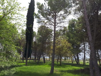Trees in forest