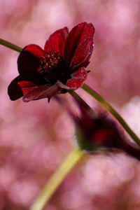 Close-up of pink flowers