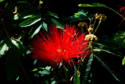 Close-up of red flowers