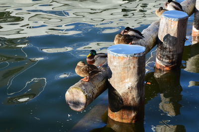 Ducks swimming on lake