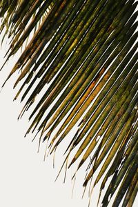 Close-up of palm tree leaves
